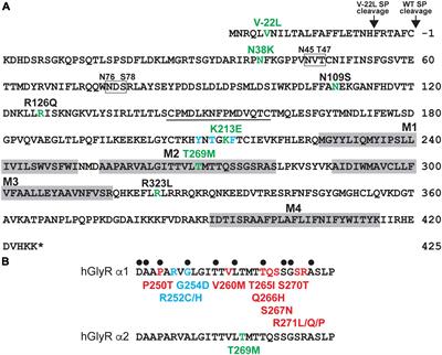 Loss, Gain and Altered Function of GlyR α2 Subunit Mutations in Neurodevelopmental Disorders